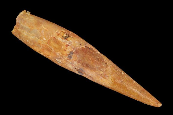 Fossil Pterosaur (Siroccopteryx) Tooth - Morocco #127681